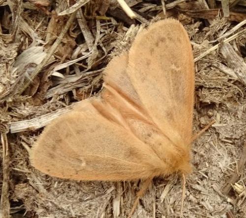Réf. 238 057 : Ocneria rubea